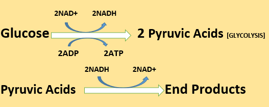 What are the End Products of Fermentation - EnD ProDucts Of Fermentation0 1