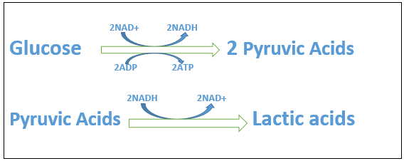 Nice Equation For Lactic Acid Fermentation Ap Physics C Formula Sheet - Lactic AciD Fermentation Equation1