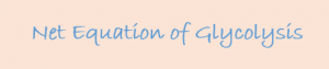 The Net Equation of Glycolysis Process