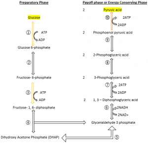 steps of glycolysis pathway