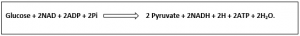 final equation of glycolysis