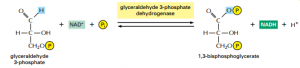 steps of glycolysis process