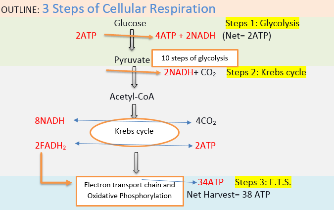 in which phase of cellular respiration is water made