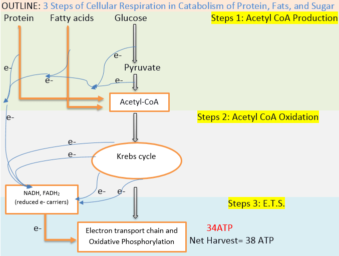 cellular respiration process