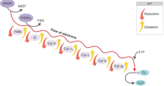 steps of electron transport chain or oxidative phosphorylation